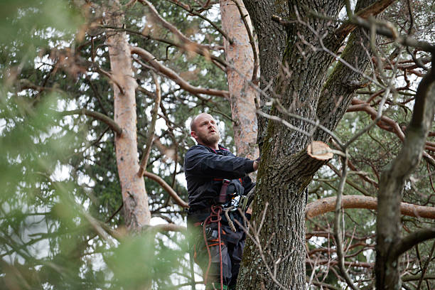 Best Fruit Tree Pruning  in Airport, CA